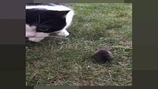 Cat vs tv mouse