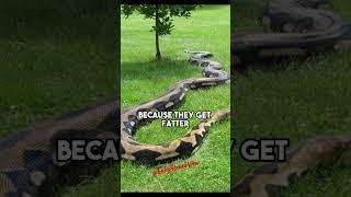 Python vs Anaconda: Who Takes the Title for the World's Biggest Snake? - Forrest Galante on JRE