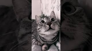 Миледи: триллер Очень страшное кино #animals #cat #cats #животные #кошки #кошка