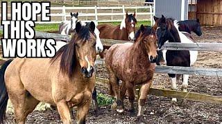 Our NEW HORSE Dodger Is FINALLY Meeting His Whole Herd!