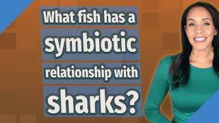 What fish has a symbiotic relationship with sharks?