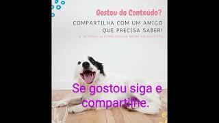 castração de pets