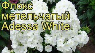 Флокс метельчатый (Adessa White). Краткий обзор, описание характеристик, где купить рассада