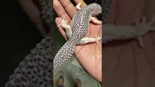 FLEX my Leopard Gecko #shorts
