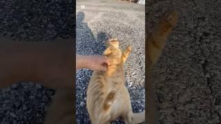 地域猫の茶太郎に会いに行ってきた。麻婆茄子とうもろこし #ねこ #料理