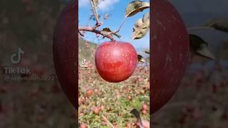 fruits short video/naturefruits/fruit garden short video/fruit shots video cutting and eating#fruits