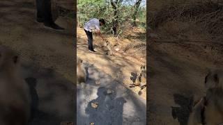 @VikramSoni-b6g |Animal Servant| #trending #monkey #yt #shorts #youtubeshorts