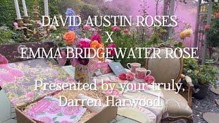 DAVID AUSTIN ROSES X EMMA BRIDGEWATER ROSE | BOX SET | MUGS | ROSE REVIEW | BRIDGERTON STYLE