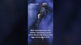 Seahorses