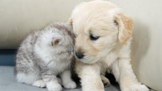Golden Retriever Puppy and Kitten Become Best Friends From Day One
