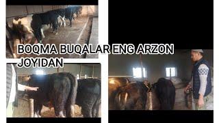 SAYDULLOGA BOQMA BUQALAR KELDI ENG ARZON VARIYANTIDAN Video 20241120164937433 by VideoShow