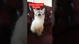 Kucing Indonesia cantik juga  #hiburan #catlover #cat #kucing #kucinglucu #pets #shorts #trending