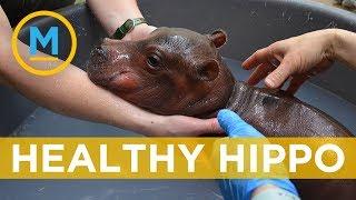 Fiona the hippo is feeling good about her holiday weight gain | Your Morning