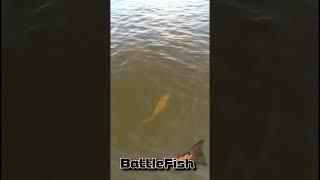 Giant Reds in Giant School, Hooked UP!!!