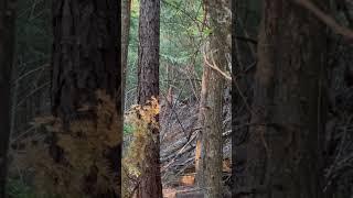Cat closing the distance #pnw #wildlife #cat #mountainlions #stalking #didntgo20 #hunting #pnw