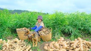 Harvesting Western Ginger Garden Goes To Market Sell - Cooking, Farm | Tieu Lien