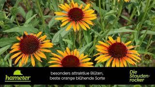 Echinacea purpurea 'Flame Thrower'® - Purpursonnenhut