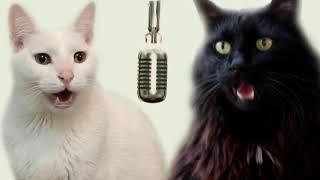 Cats Sing Macarena - Cats Version - Cats Parody