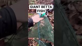 Giant Betta Fish in a Puddle!