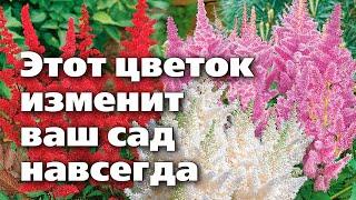 Секреты выращивания астильбы. Почему она должна быть в каждом саду