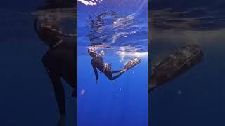 Dont splash, panic, swim fast away from sharks. #savesharks #swimwithsharks #sharkdiving #tigershark