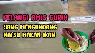 Umpan Ikan Mas Pelangi Amis Gurih | Racikan Umpan Terbaik, Lomba & Harian..