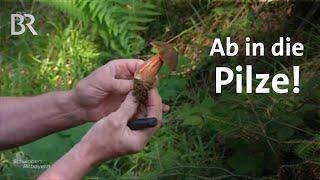 Ab in die Pilze - Schwammerl-Pirsch: Unterwegs mit den Pilzforschern | Schwaben & Altbayern | BR