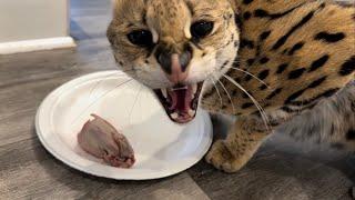 Serval Growl Sounds While Eating