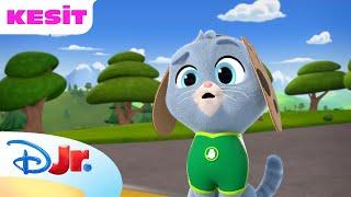  İçeri Sızan Kedi | Köpişçiler | Disney Kids Türkiye