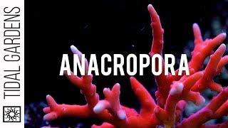 Anacropora Coral Care Tips