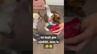 Kucing dan anjing lucu||funny cat||video lucu#youtubeshorts