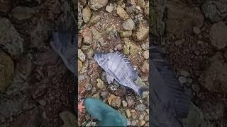 통영 신거제대교 북쪽 곶부리 감성돔.Black sea bream  in Gotburi, north of Singeoje Bridge in Tongyeong.