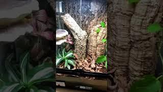 Here’s Why Premium Geckopia Reptile Liner is Not a Good Fit for You 