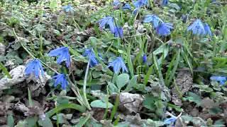 Siberian squill | Пролеска сибирская (Scilla sibirica)