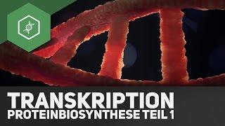 Die Transkription - Proteinbiosynthese Teil 1