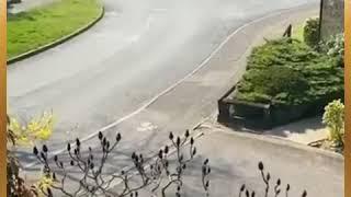 Как-то так ))).. «ВАЙНАЬХ ДОГ»