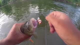 BFS chub fishing with SPRO Ikiru Mini-Crank