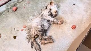 Children guarded the dying kitten, their hopeful eyes begging me to save this little life.