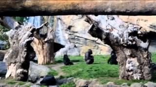 Bioparc Valencia: Discover the heart of Africa