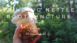 Stinging Nettle Root Tincture - How To Harvest the Root & Make The Tincture!