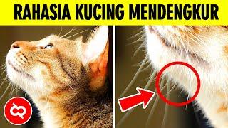 Tak banyak yang tahu, Ternyata Kucing Satu-satunya Hewan yang bisa Mengeluarkan Suara Dengkuran