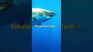 DUNYODAGI ENG QIZIQARLI TOP FAKTLAR #dunyodagi #eng #qiziqarli #faktlar @music_islife