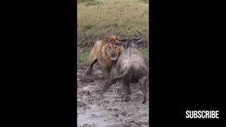 Huge Male Lion vs Big Male Wildebeest - [The Wildebeest choose the wrong opponent ]