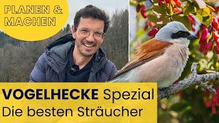 TOP STRÄUCHER für deine VOGEL-HECKE + Wertvolle Tipps zum Umsetzen + Das brauchen Vögel wirklich