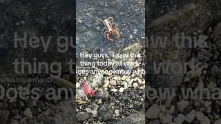 What is this bug?