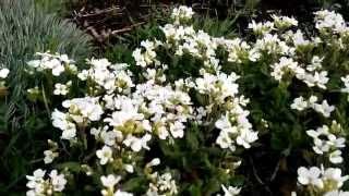 Арабис альпийский «Лапландия» ( Arabis alpina )  цветы на альпийской горке