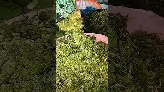 #seaweeds #seashells #seafoodsalad