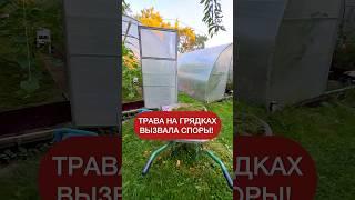 Трава на грядках, плюс или минус? Спорим #дача #огород