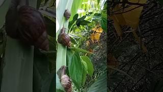 Snails on a banana tree#nature #shortsfeed #viralshort #snail #snaillovers #shorts #short #shortfeed