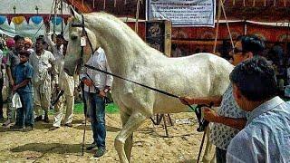 Marwari Nukra Horse The Fascinating Traits of Indian Horse Breed – A Must-Know for Horse Lovers!